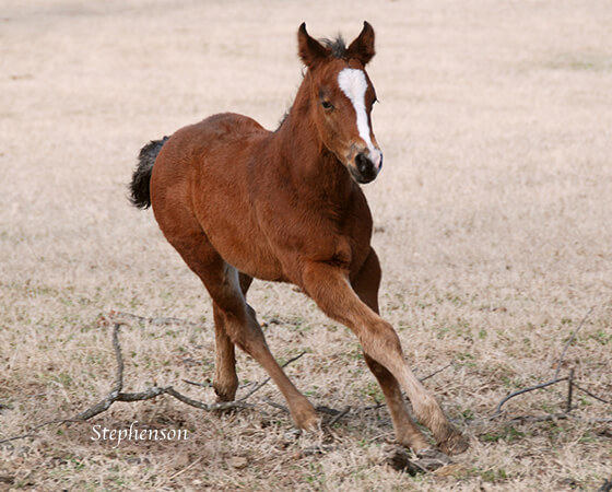 CD Diamond x Billies Smooth Cat - 2018 Filly